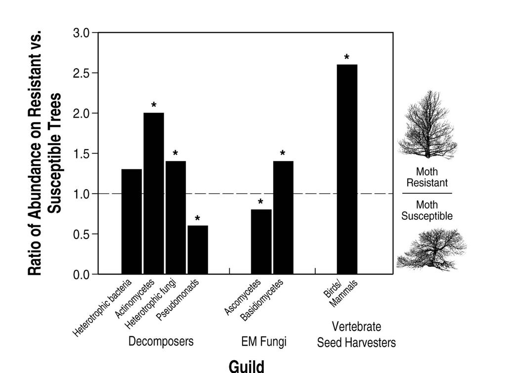 The extended phenotypes of moth resistant and susceptible trees affect