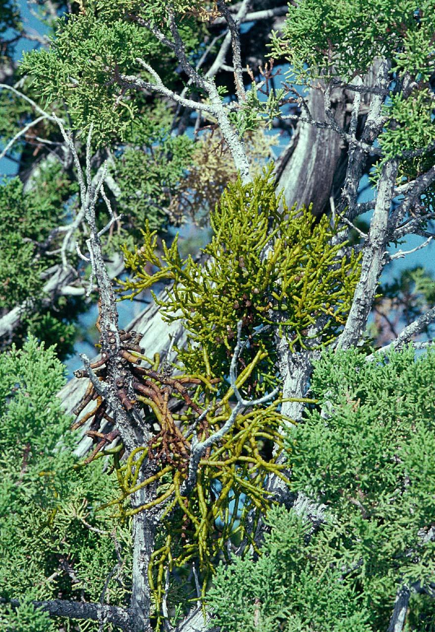 Mistletoe (Phoradendron juniperinum) on One-Seed Juniper (Juniperus