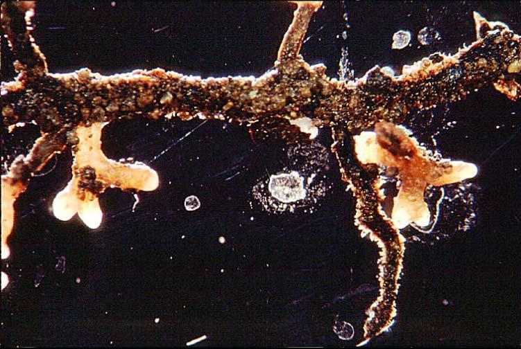 Ectomycorrhizae on