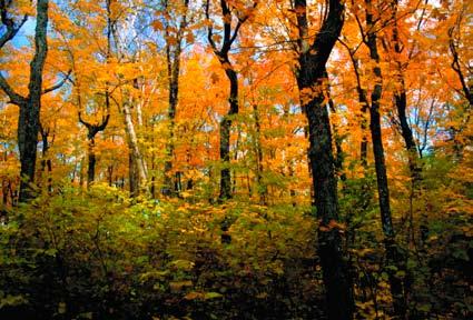 MHn35a Aspen - Birch - Basswood Forest Canopy is composed of variable mixtures of paper birch, sugar maple, basswood, quaking aspen, and red maple, with northern red oak, bur oak, big-toothed aspen,