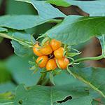 Ninebark) Physocarpus