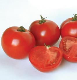 Polbig Extremely early tomato that produces high yields of very good tasting, meaty, 6-8 oz globe shaped fruit.