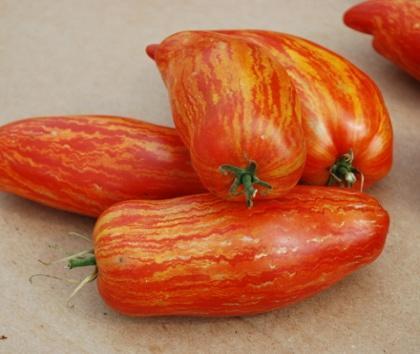 Speckled Roman Very flavorful paste tomato is about 5 inches long and red with jagged golden stripes. Meaty, 6 to 8 oz.