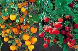 Hanging Tomato Baskets 3 Tumbling Toms Plants per Basket Assorted- All Red, All Yellow, & Mixed Varieties These plants