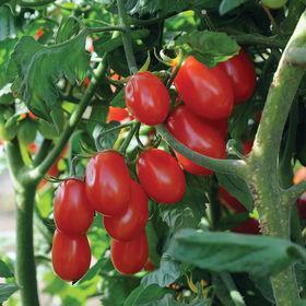 Fruit picks clean from the stem and is produced in abundance on vigorous, tall plants.