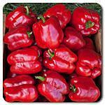 yields of medium size sweet bell peppers. Peppers turn from green to red when mature.