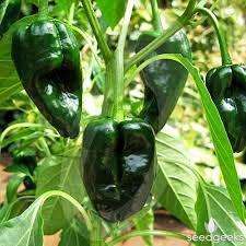 Ancho Poblano Pepper Mexico s favorite chile pepper!