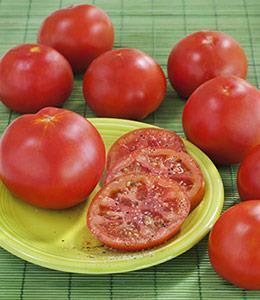 Marglobe Heirloom. Marglobe tomato was released by the USDA in 1925.
