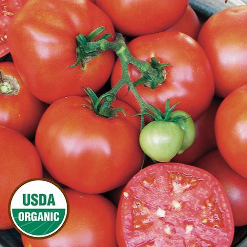 Earliana An early-maturing, red heirloom tomato with a great flavor. Organic.
