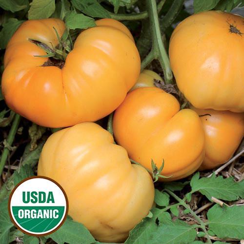Dr.Wyche s Yellow Heirloom. This large, golden-yellow beefsteak tomato is very productive.