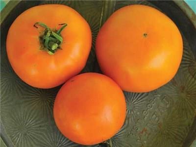 Woodle Orange Heirloom. Large, round, smooth fruit are nearly perfect in shape, being a brilliant tangerine color.