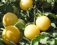 Ghost Cherry CH I 75 W A Morning Owl favorite. Prolific large, 1-1 1/2", white cherry tomato.