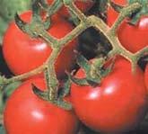 this determinate, regular-leaf, miniature plant gets to 12" high and yields small braids of 3/4" red, round, cherry tomatoes.