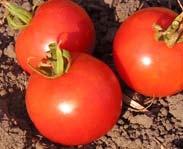 Perfect for patio gardens. Perfect for eating fresh, and in cooking in tomato sauce or other culinary wonders. Blondkopfchen CH I 75 Y German heirloom. The name means "little blonde girl".