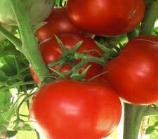 42nd Street Greenhouse tomato list 2017 4221 South 700 East Salt Lake City, UT 84107