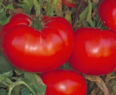 fruit are half the size of a cherry tomato and grow in nice heavy clusters.