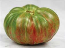 Green Copia Indeterminate 76-80 days Oblate beefsteak fruits run in the medium size range.