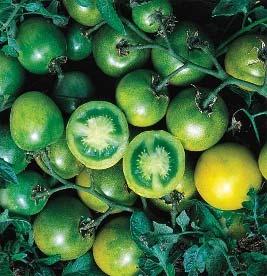 Green Grape Determinate 70 days Under 1" Heirloom Vigorous plant, very juicy and sweet,