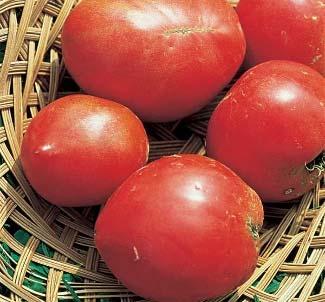 Complex hearty tomato taste that s both sweet and rich. Smoky and acidic undertones, great for tomato sauce.