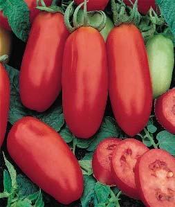San Marzano Indeterminate 80 days 3in Bright red, holds well on the vine, extra-high solid content is