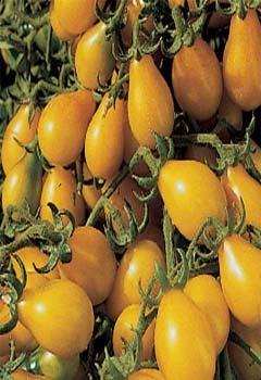 with these unusual white to pale yellowskinned, flavorful tomatoes.