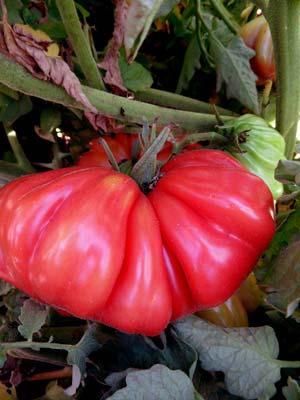 Zapotec 86 days Heirloom The bright red fruits of this big tomato are deeply pleated or ribbed. The flavor of Zapotec is truly sublime; sweet and intense the fruits are extremely fleshy.