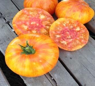 Large bi-colored tomato is yellow with bold red stripes on the exterior and yellow with red streaking inside.