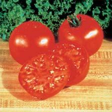 tomatoes with excellent, sweet flavor.