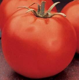 Similar to Brandywine, first tomato to beat Brandywine in