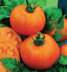 This variety captures the wonderful flavor and color of the heirloom but with much earlier maturity.