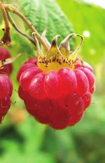 Rubus idaeus Rubus idaeus RASPBERRY Delicate fruit, good for eating fresh, canning, cooking, baking, freezing, wine,