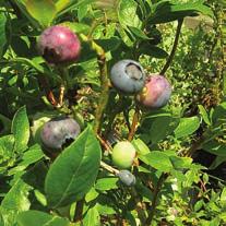 provides a fruiting ground cover in landscape. Plant two varieties for best pollination and fruit production.