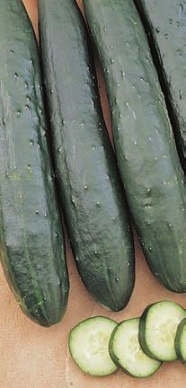 Color: Dark to bright green or yellow fruit, green leaves Height: 6-24 Spread: 2-6 PICKLING Bush Pickle Crisp, tender, four to five inch, mild