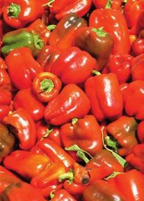 Bell Boy One of the best all purpose peppers. Green to red, thick, walled bell fruit. Spinacia oleracea SPINACH Broad leafy vegetable rich in vitamins and antioxidants.