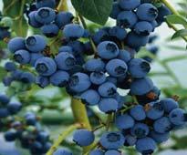 95 Northern Blueberries High Bush set of 2 Available to ship: Feb 13, 2017- May 27, 2015 This is a set of two 95