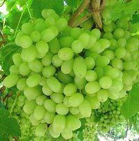 This is a medium sized greenish-white to golden, sweet fruit that makes great raisins too.