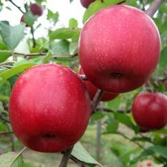 95 Red Fuji apples Late season. Medium to large yellow green apple with red blush. Very sweet with dense crisp flesh.