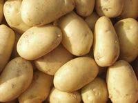 ) Potatoes - Rose Finn Apple Fingerlings Rare and beautiful heirlooms these rosy-colored fingerling potatoes have moderately dry