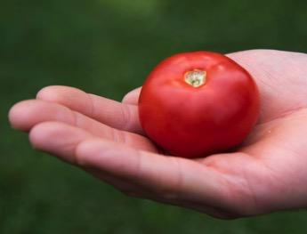 Beliy Naliv Italian Heirloom Medium Round Red Tomato