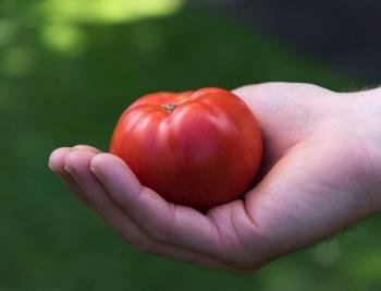 Semi-Determinate 55 Days Large, Bright Red Tomato