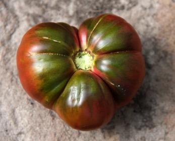 Black Sea Man Medium Tomato with Dark Red/Brown Color Rich, Tangy Voted Best Tasting Black