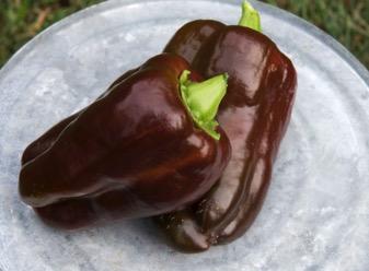 California Wonder Jupiter Bell Great Choice for Green Bell Pepper Thick-Walled and Blocky Can let it ripen to Red Excellent for Stuffing and Cooking Popular Old-Time variety 70 Days Uniform, Medium