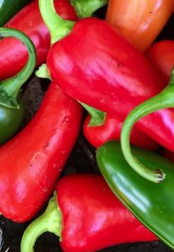 Santa Fe Grande Jalapeno Spicy 4 Chile Peppers Striking, Multicolor Plants produce all season Makes Pretty Salsa Works well for Pickled