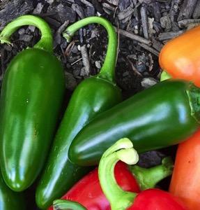 70-80 Days Poblano Habanero Medium Hot Mexican Pepper Gorgeous Green Chili Full of Pepper Flavor Great for Roasting and for Chili Rellenos