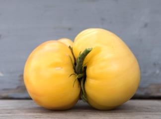 Voted One of the Best Tasting Heirlooms High, Long Season Producer Growers Favorite Mild,