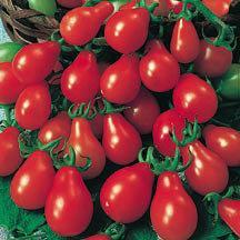 $6.00 each or Five for $25.00 Contact: TomatoMania2012@gmail.com 10 Red Pear One of the rarest of the heirloom varieties and still grown today!