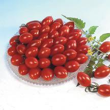 Juicy and flavorful, with large crops of 3" fruits on strong, productive plants. Sugary Hybrid Tomato 2005 AAS WINNER!