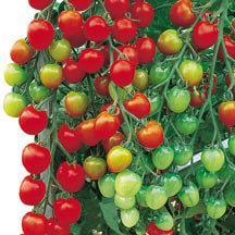 fruits, with appealing, reddishpink skins and light green shoulders.