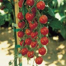 superb texture, and a tangy "true tomato" taste. Fruits are a lovely golden yellow, weigh 1/2 oz.