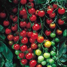 weighing about 1 oz. each and measuring 1" in diameter. Extra-high in Vitamin C. Plants bear fruits throughout the season.
